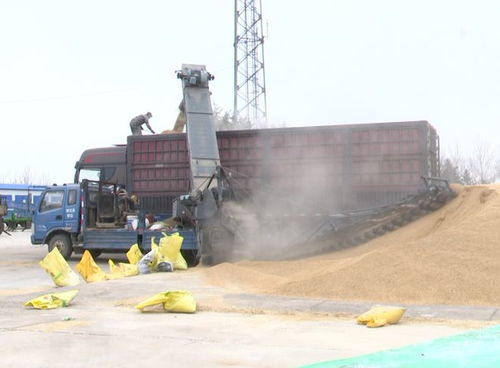 北大荒農(nóng)業(yè)股份寶泉嶺分公司 開(kāi)倉(cāng)營(yíng)糧促銷(xiāo)售，機(jī)械先行增效益